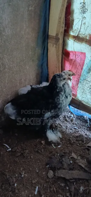 কোচিং বাচ্চা প্রতি পিস