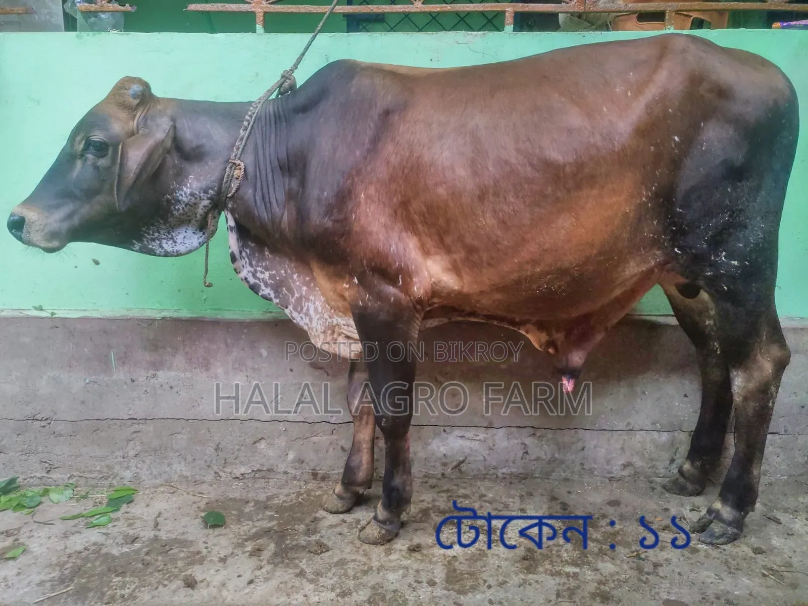 Qurbani Cow