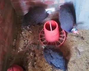 Guinea Fowl