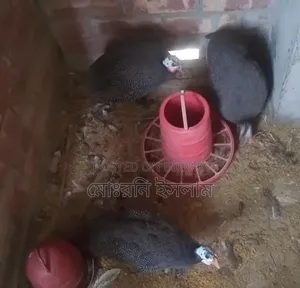 Guinea Fowl