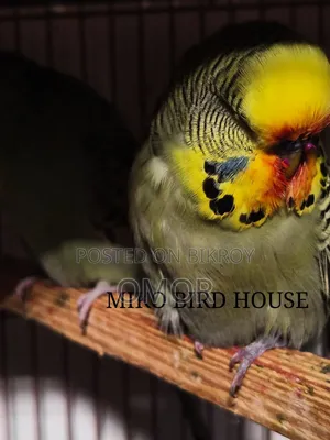 English Budgie