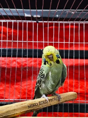 English Budgie
