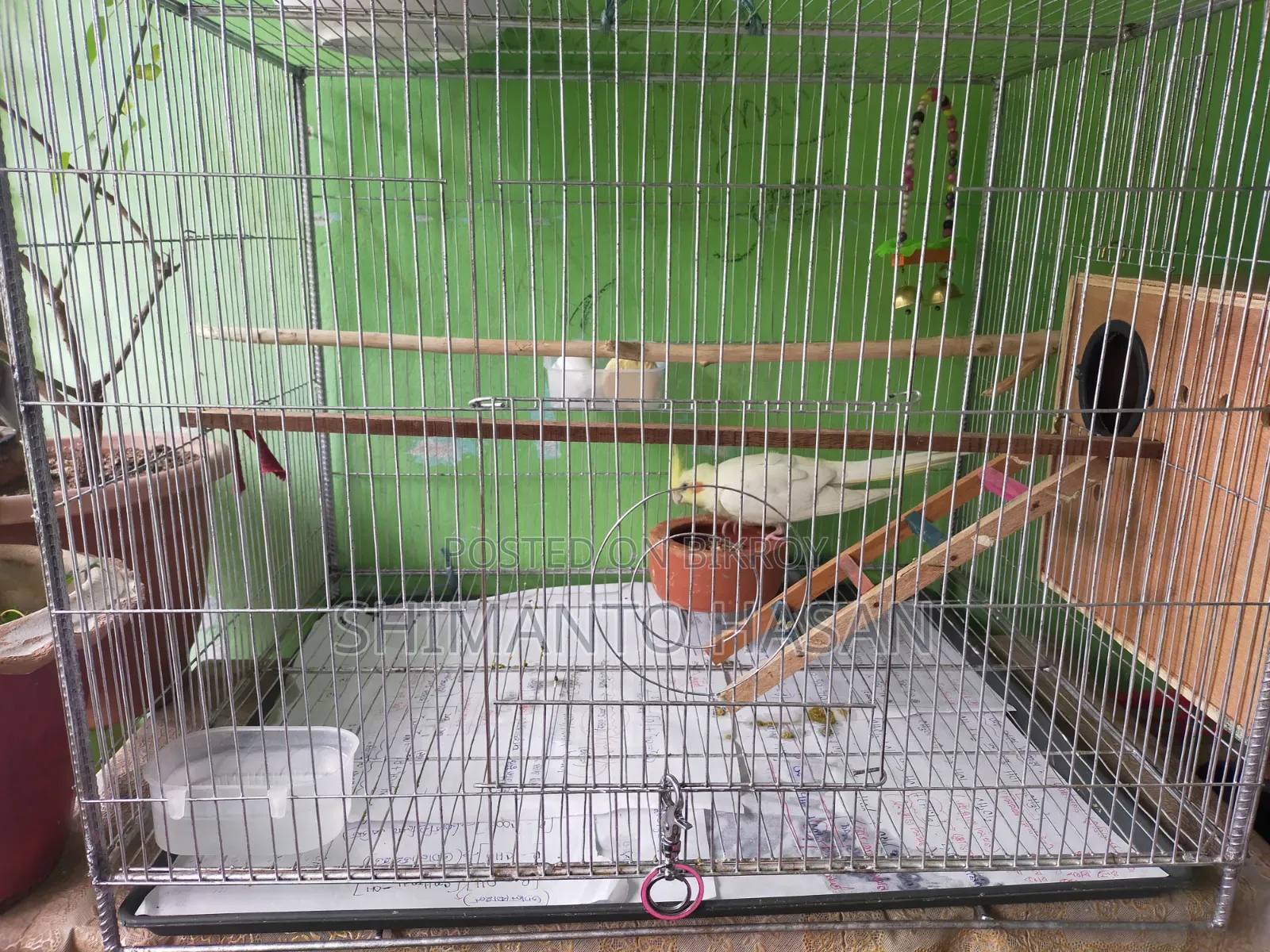 Selling a pair of breeding Cockatiels