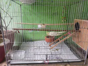 Selling a pair of breeding Cockatiels
