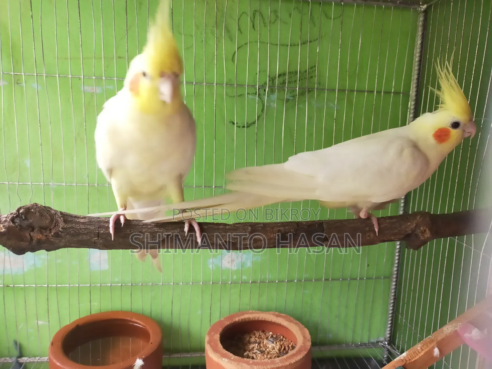Selling a pair of breeding Cockatiels