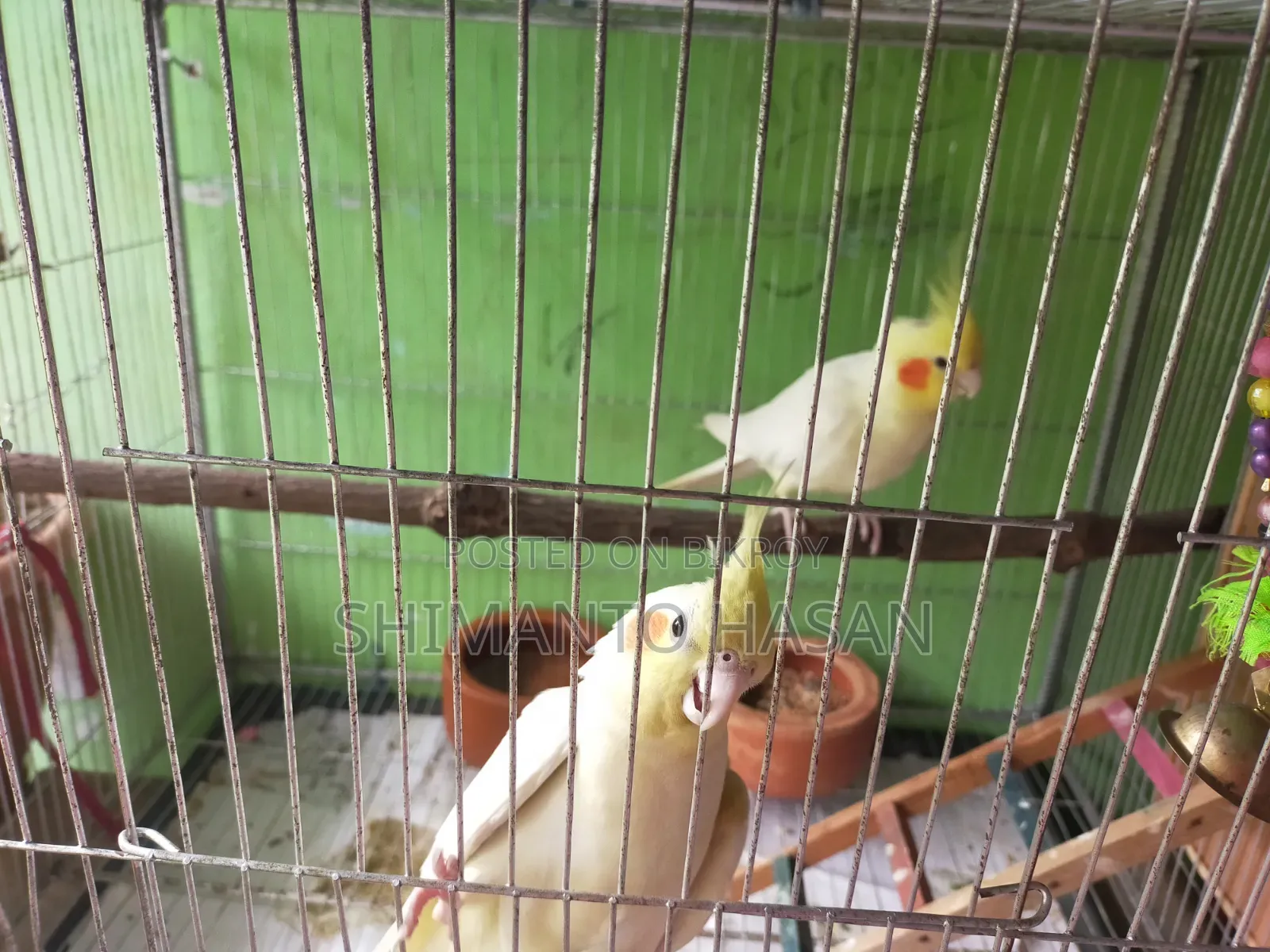 Selling a pair of breeding Cockatiels