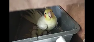Selling a pair of breeding Cockatiels
