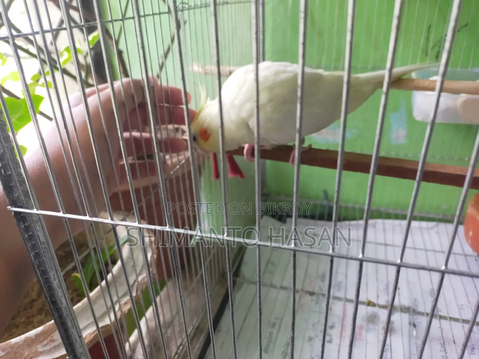 Selling a pair of breeding Cockatiels