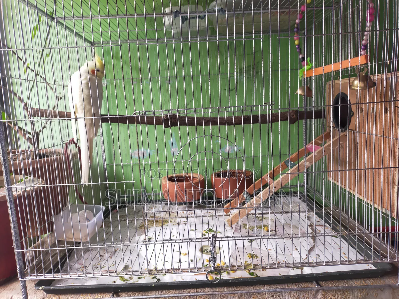 Selling a pair of running breeding Cockatiels