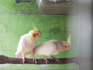 Selling a pair of running breeding Cockatiels