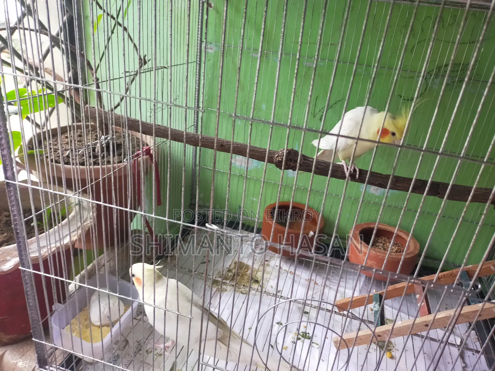 Selling a pair of running breeding Cockatiels