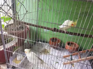Selling a pair of running breeding Cockatiels