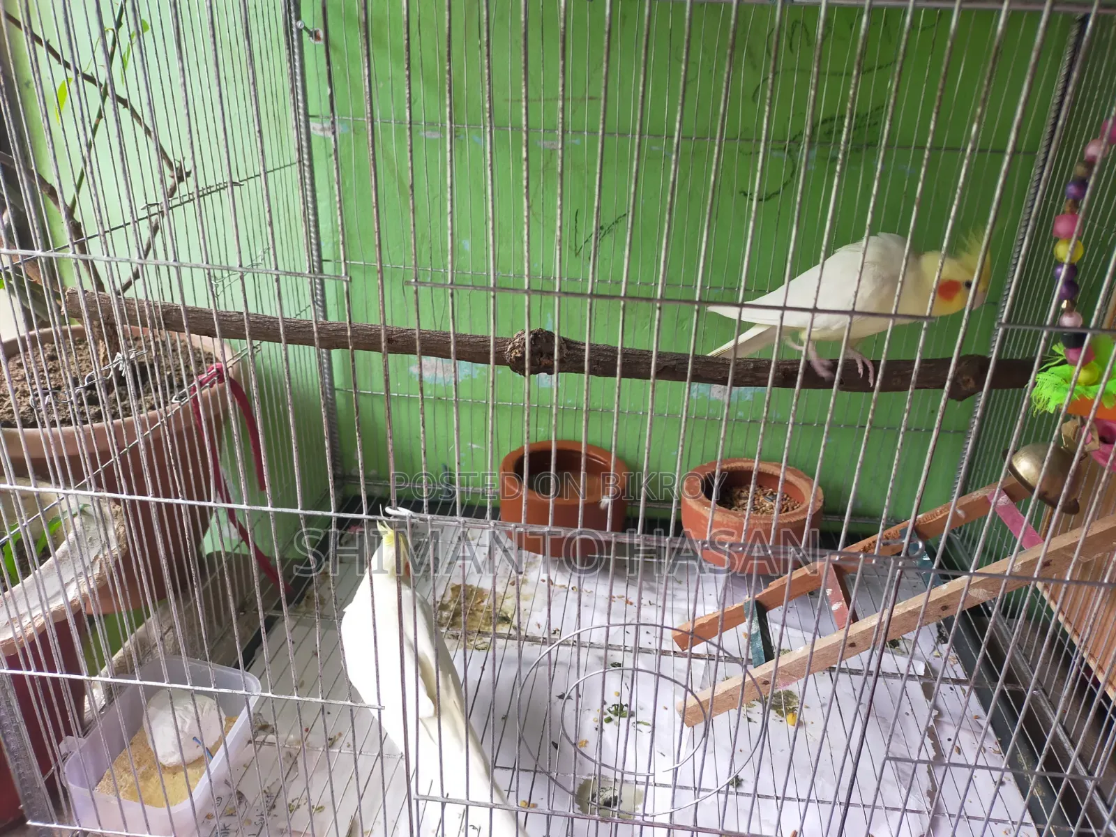 Selling a pair of running breeding Cockatiels