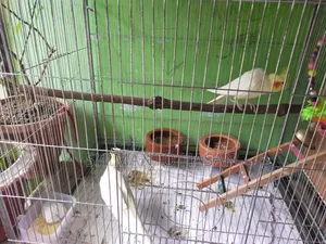 Selling a pair of running breeding Cockatiels