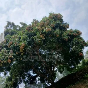 পুরো গাছের লিচু বিক্রয় হবে