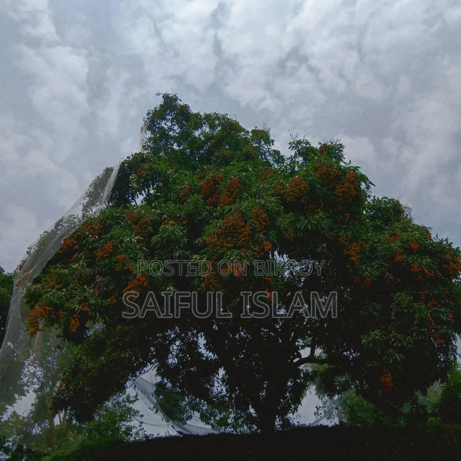 Whole Tree Litchi for Sale