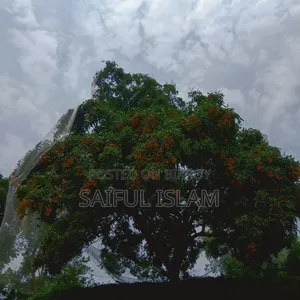 Whole Tree Litchi for Sale