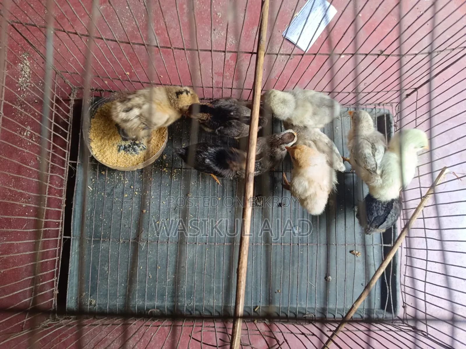 Brahma Chicken Chicks