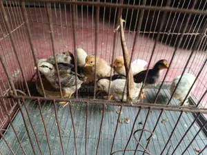 Brahma Chicken Chicks