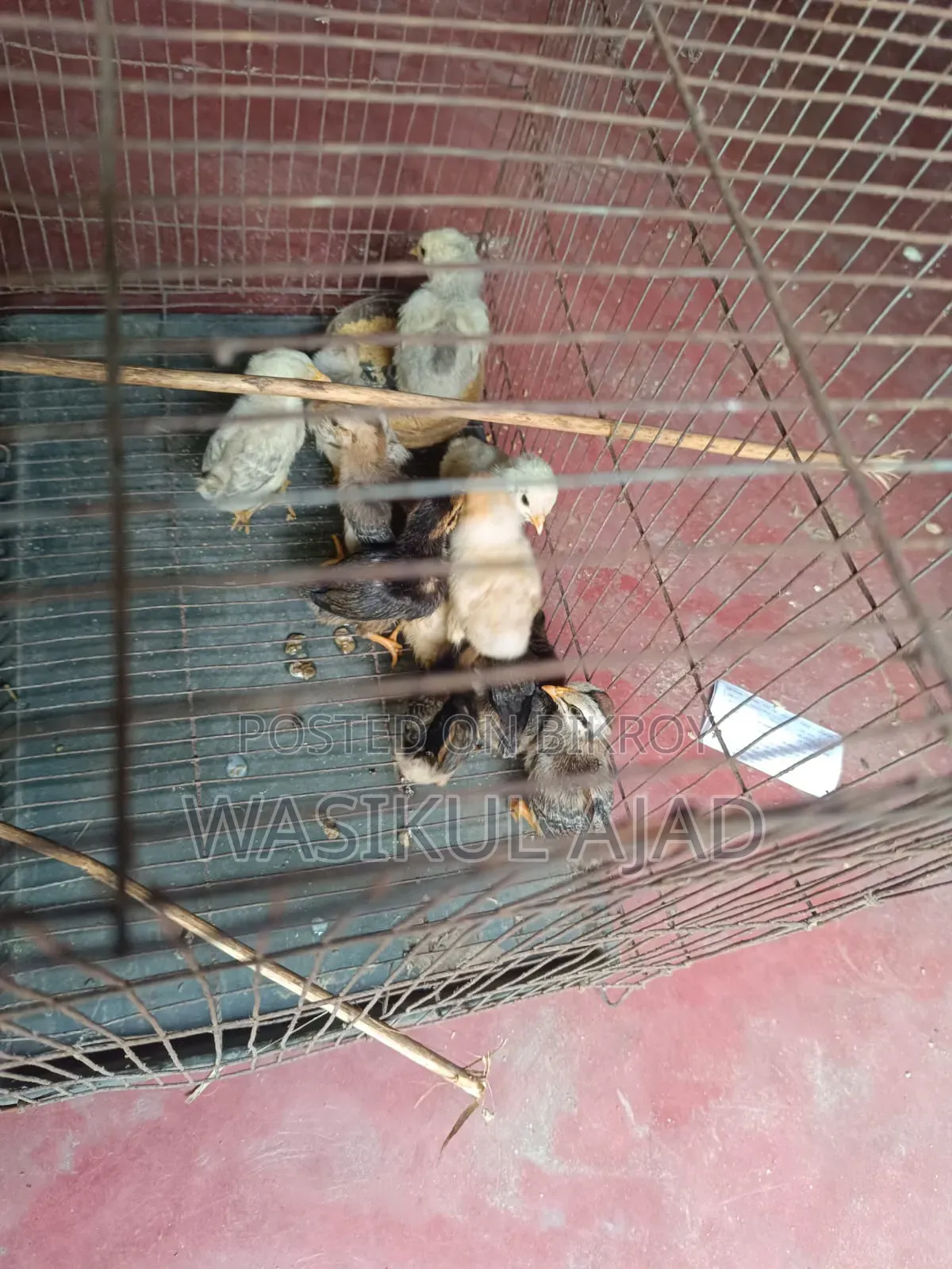 Brahma Chicken Chicks