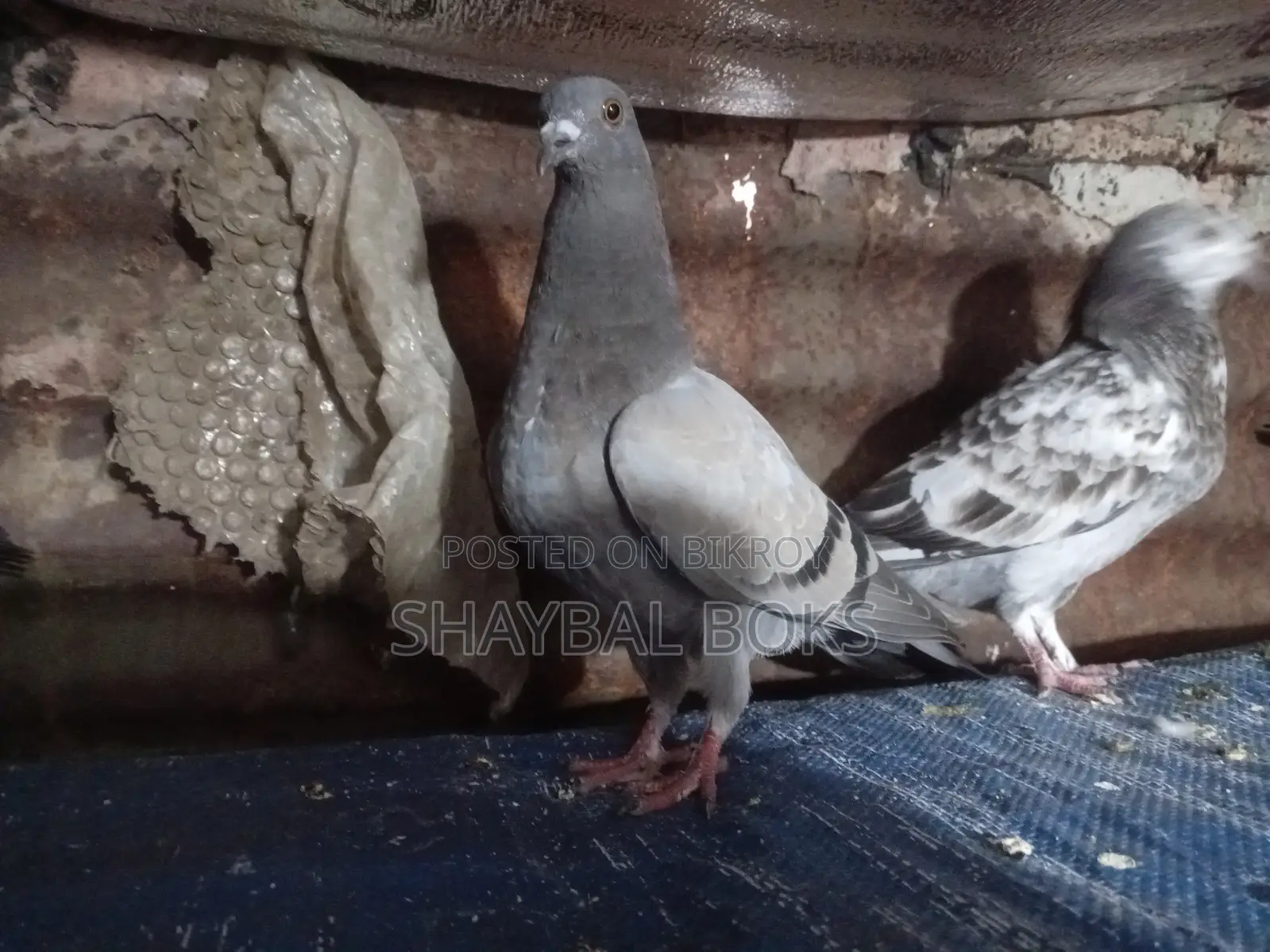 Sobji Racer Female Pigeon for Sale