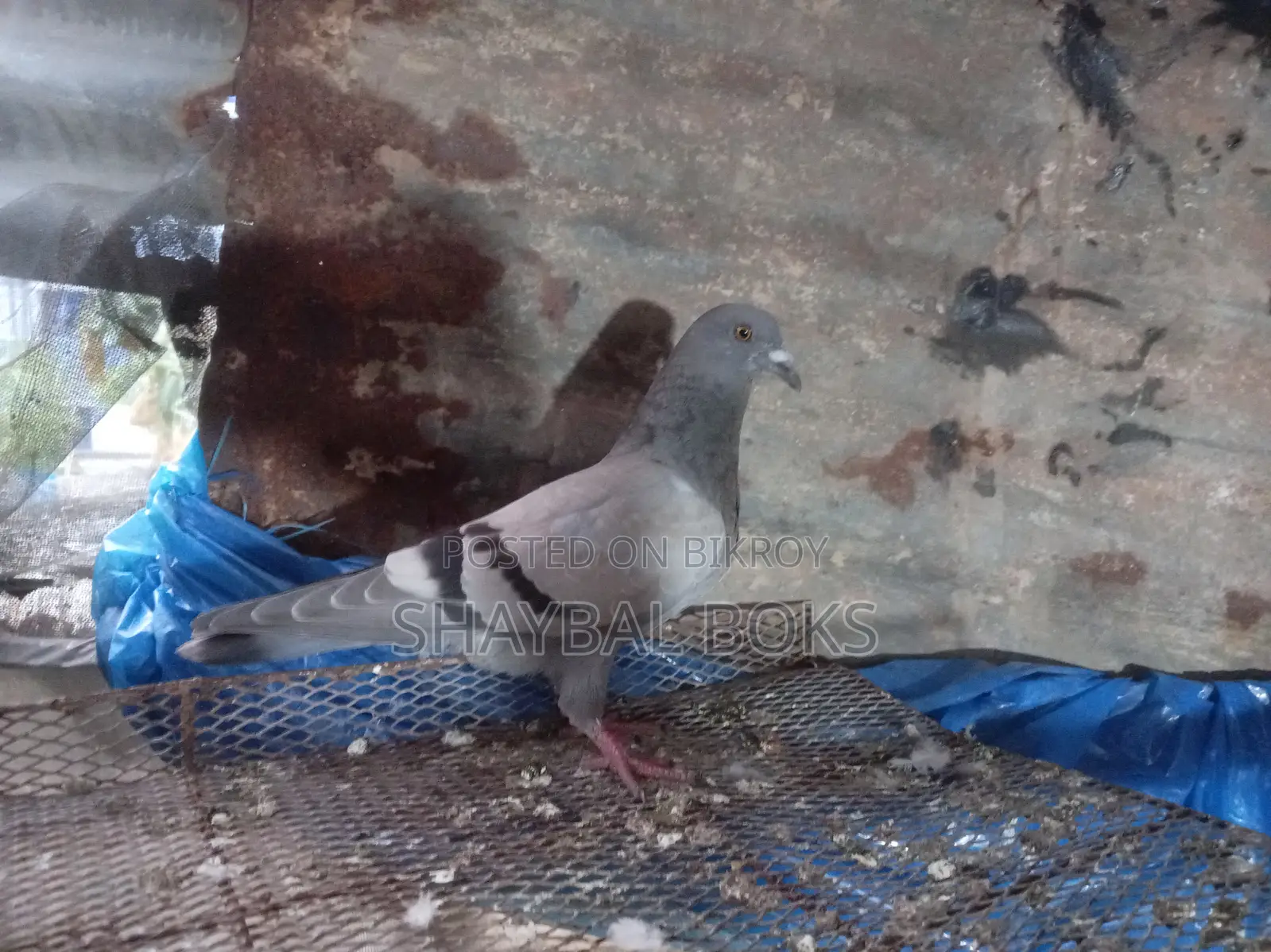 Sobji Racer Female Pigeon for Sale