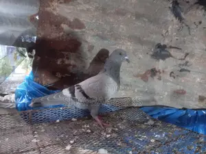 Sobji Racer Female Pigeon for Sale