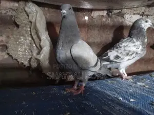 Sobji Racer Female Pigeon for Sale