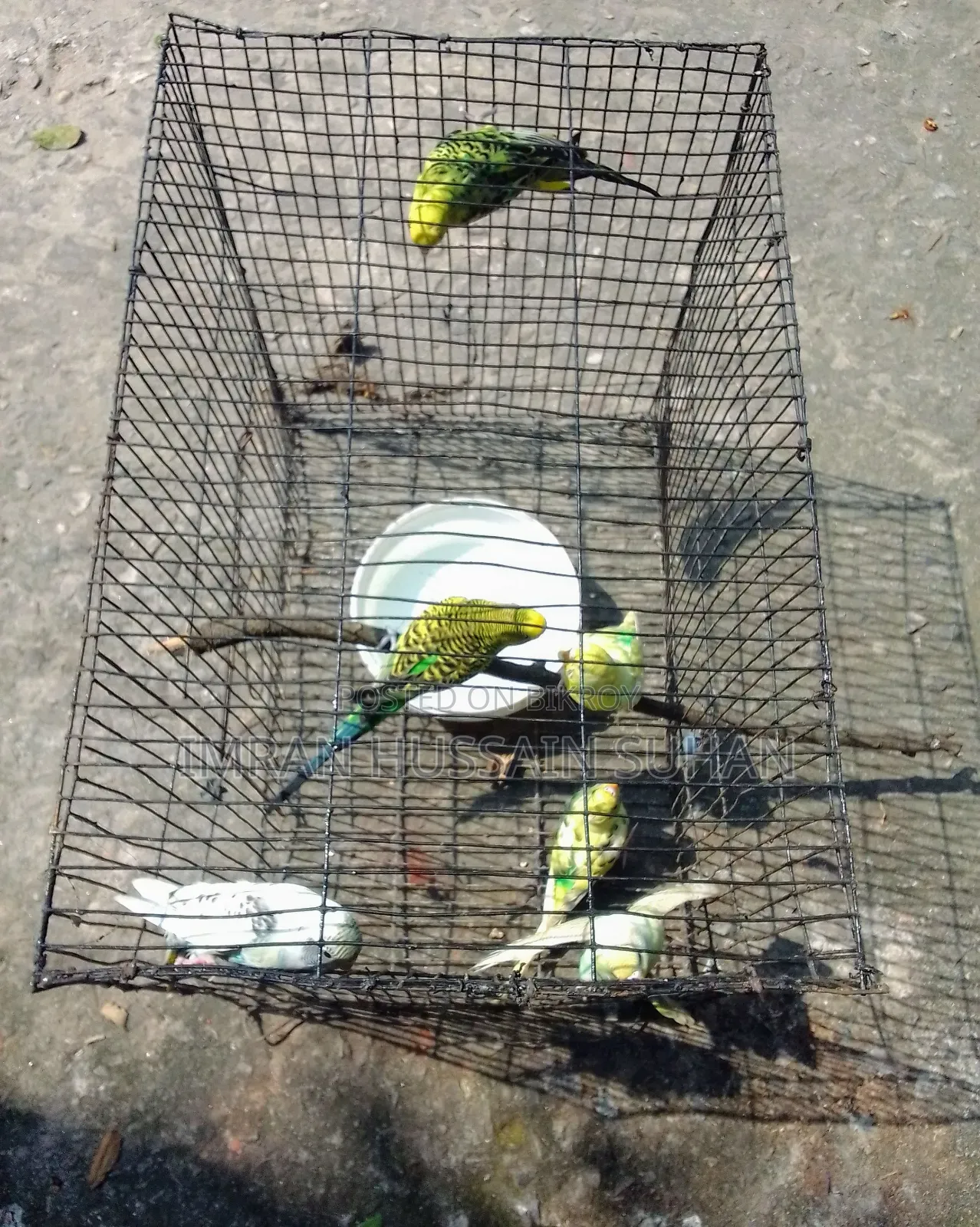 3 Pairs of Budgie Birds