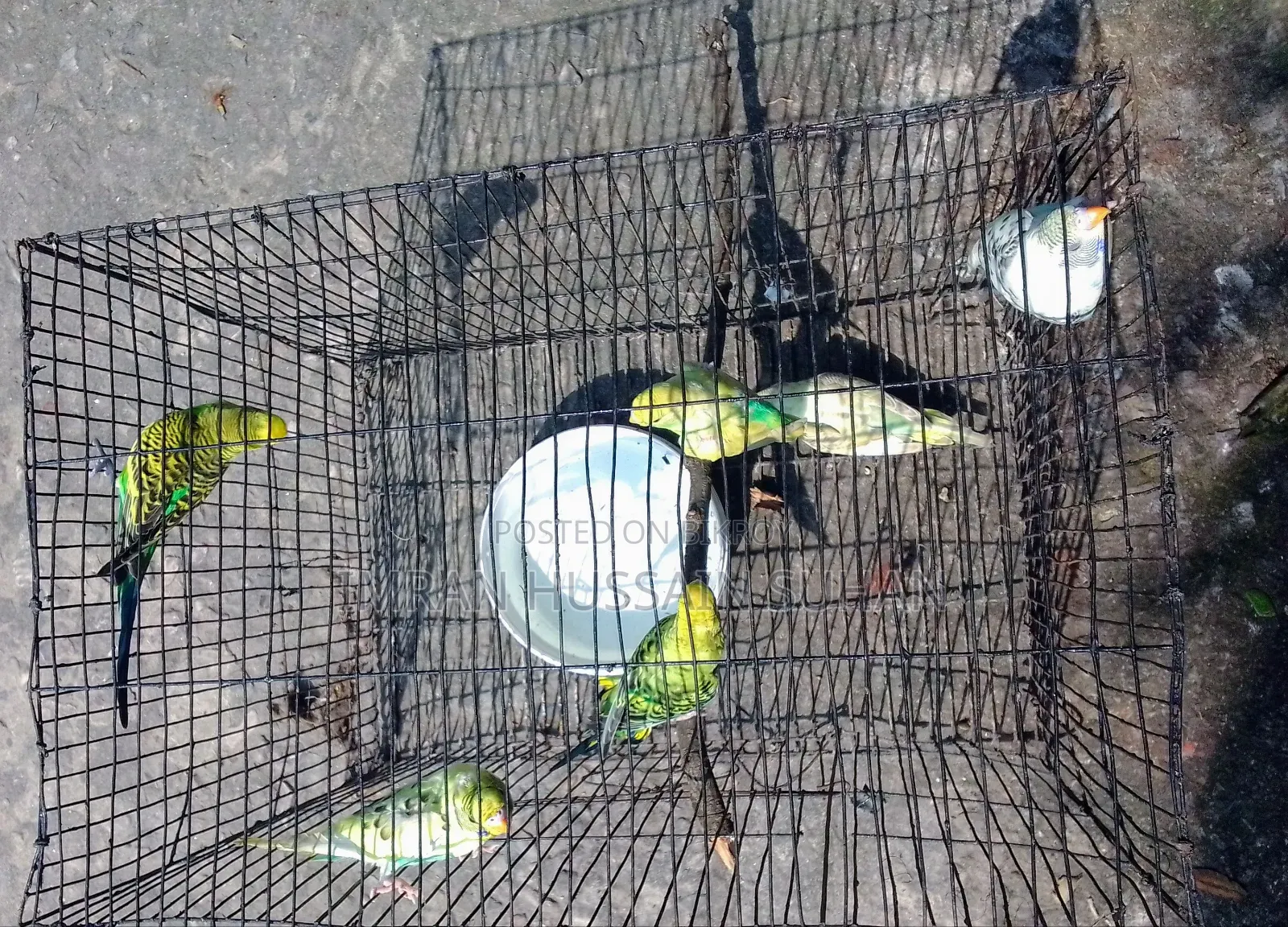 3 Pairs of Budgie Birds