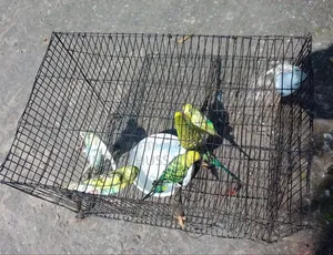 3 Pairs of Budgie Birds