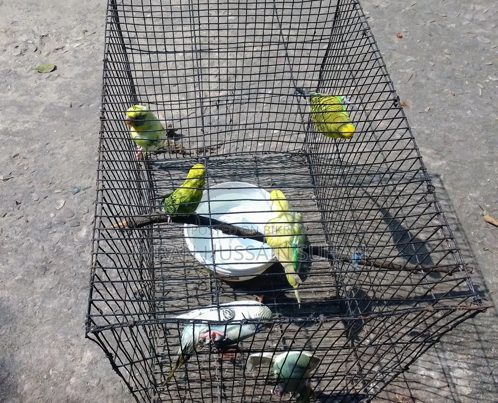 3 Pairs of Budgie Birds