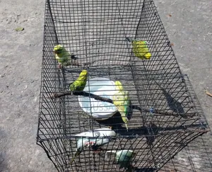 3 Pairs of Budgie Birds