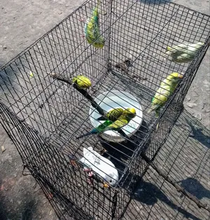 3 Pairs of Budgie Birds