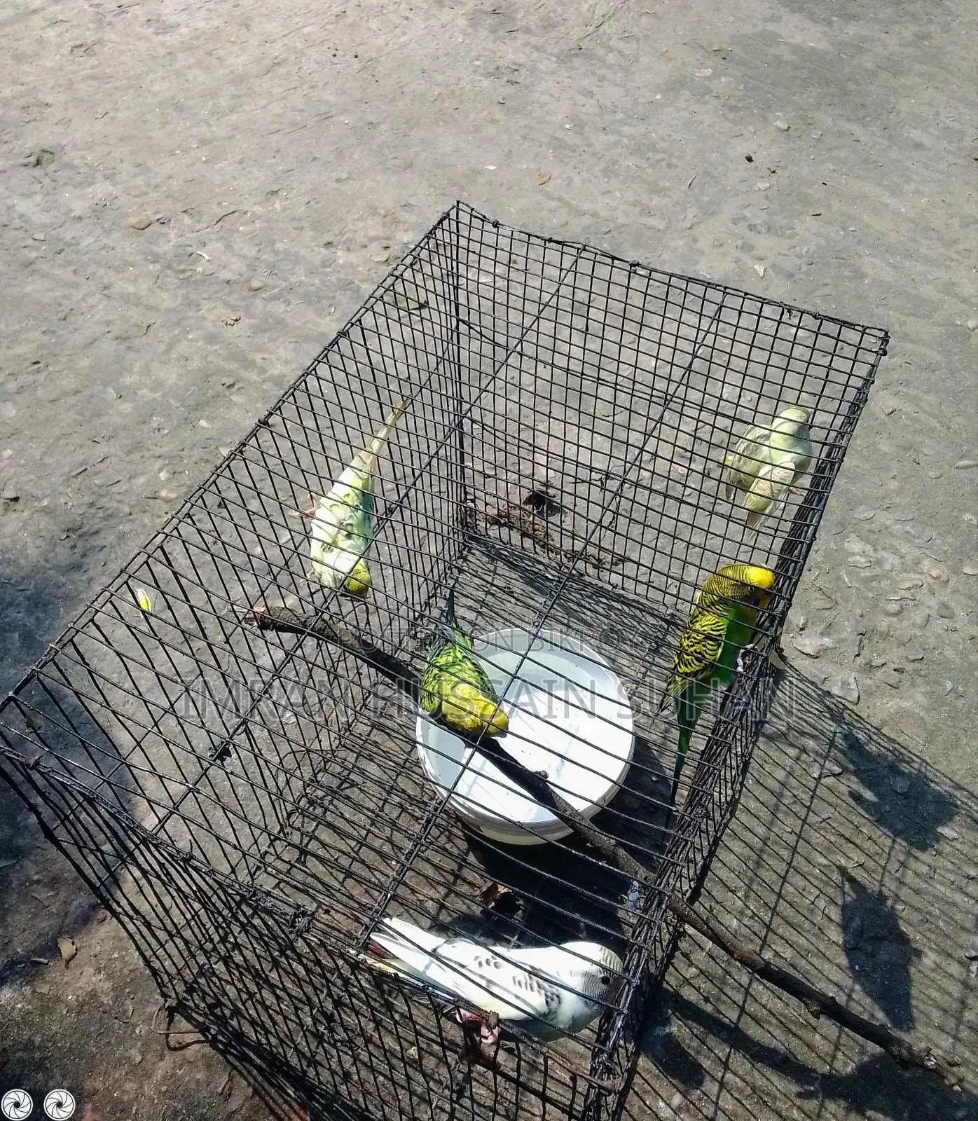3 Pairs of Budgie Birds