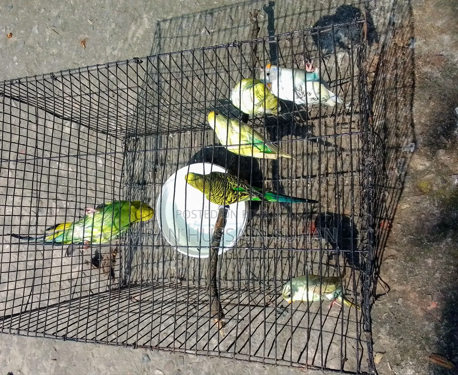 3 Pairs of Budgie Birds