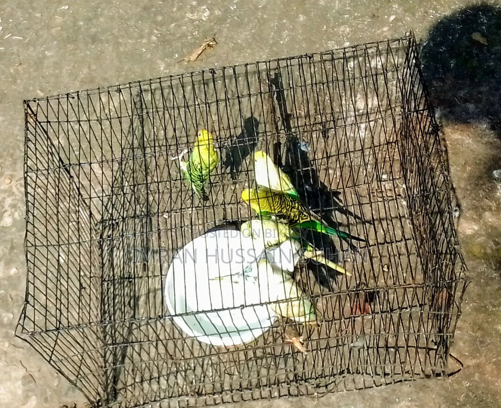 3 Pairs of Budgie Birds