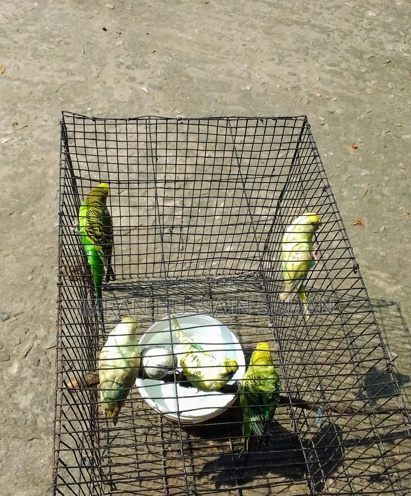 3 Pairs of Budgie Birds