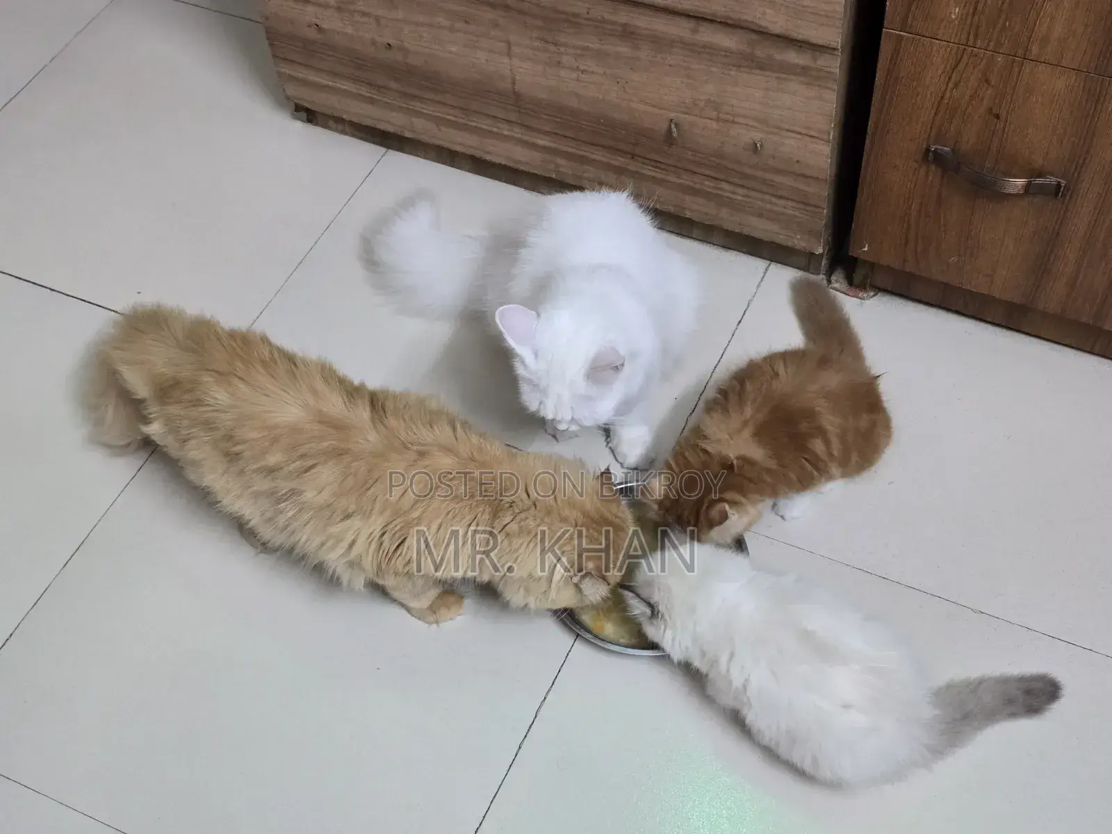 1-3 Months Male Purebred Himalayan