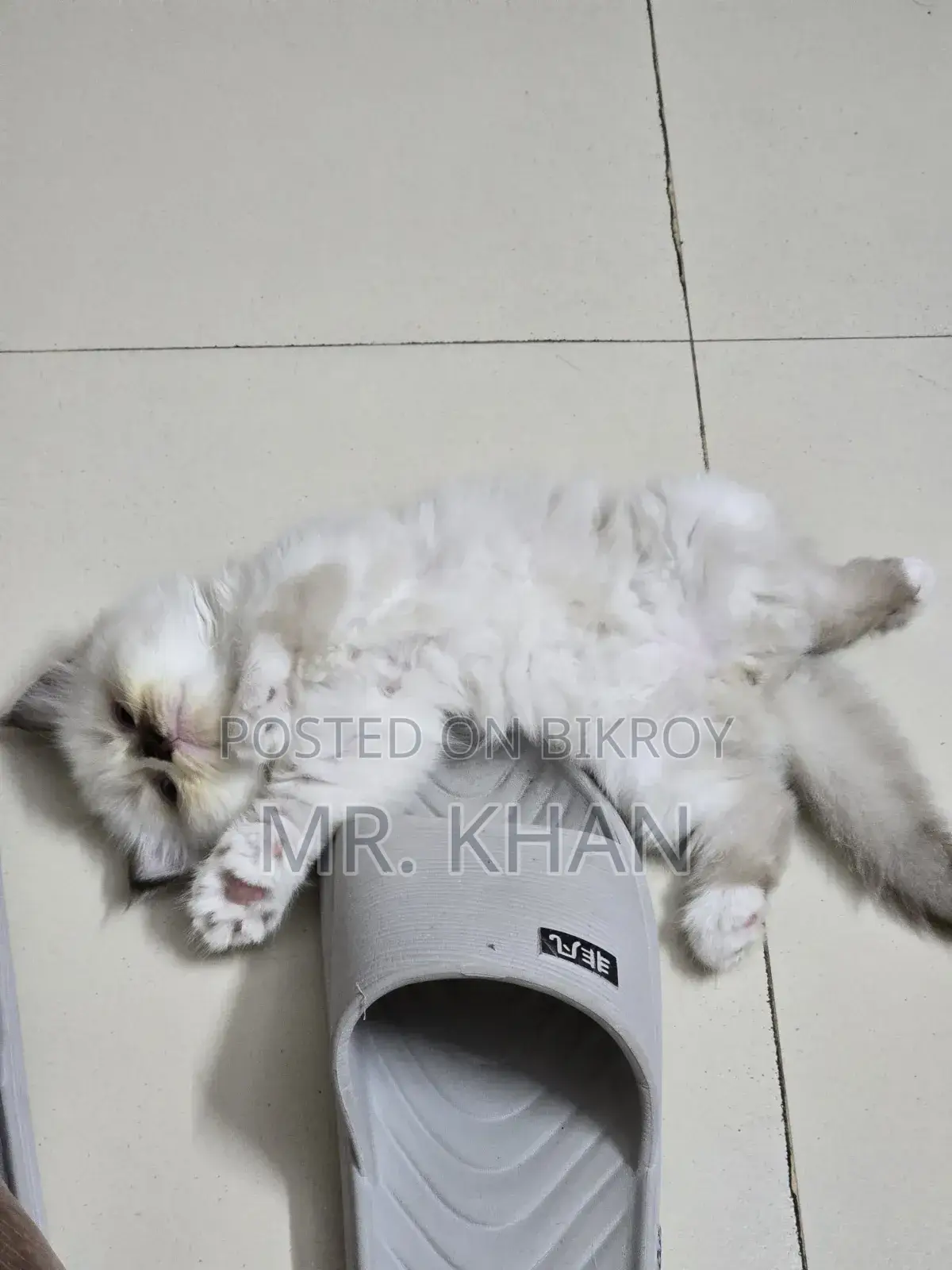 1-3 Months Male Purebred Himalayan