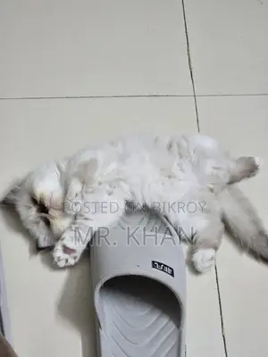 1-3 Months Male Purebred Himalayan