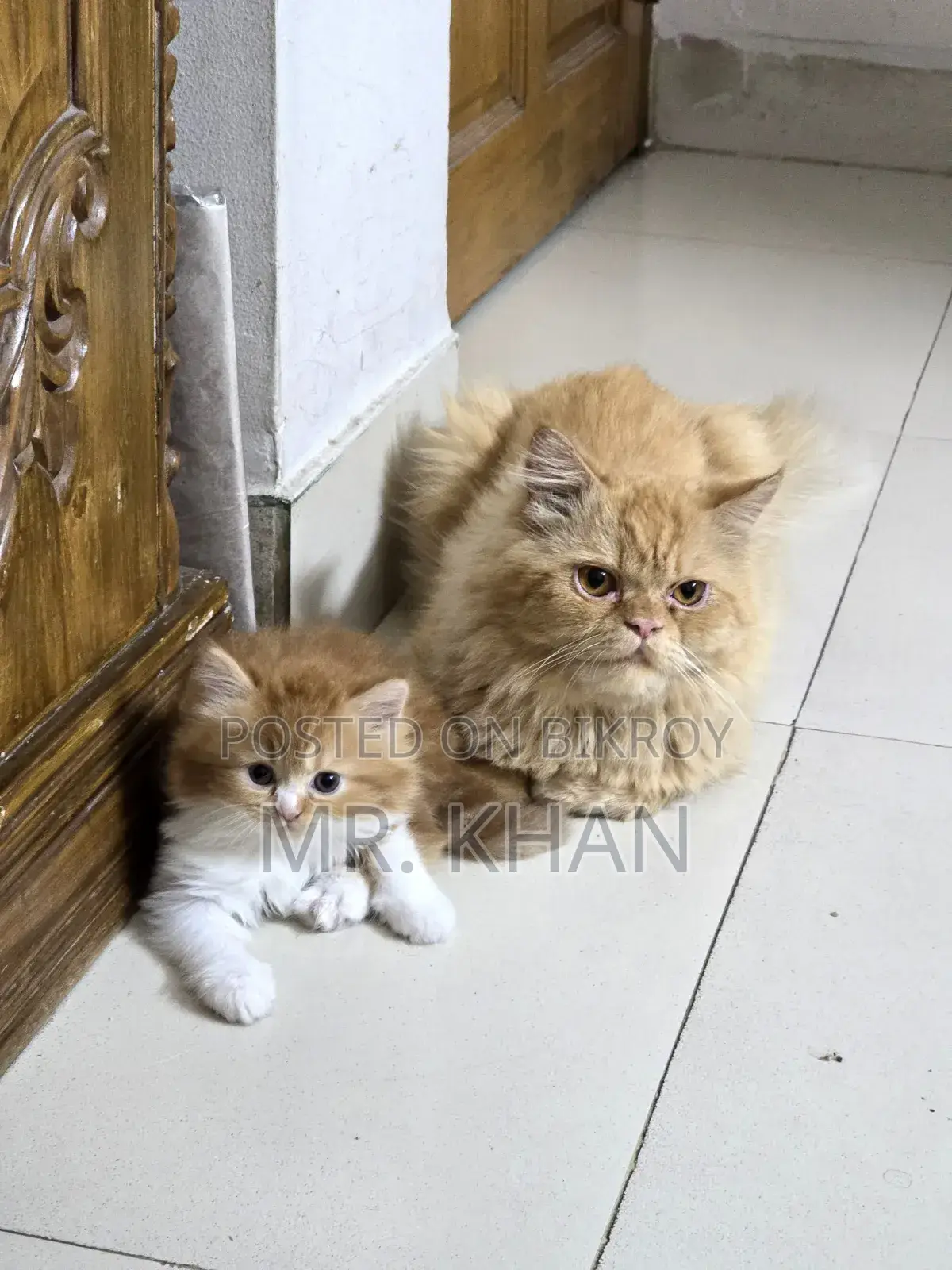 1-3 Months Male Purebred Himalayan