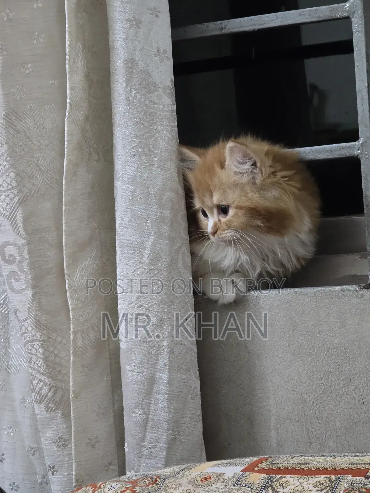 1-3 Months Male Purebred Himalayan