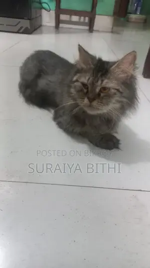 1+ Year Female Purebred Persian Cat