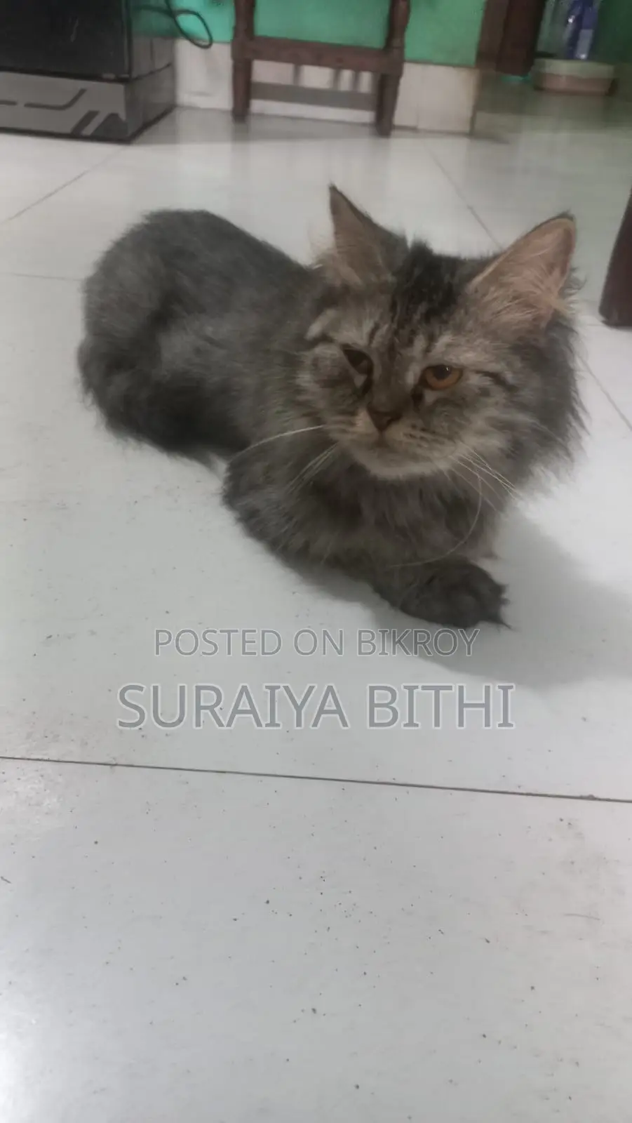 1+ Year Female Purebred Persian Cat