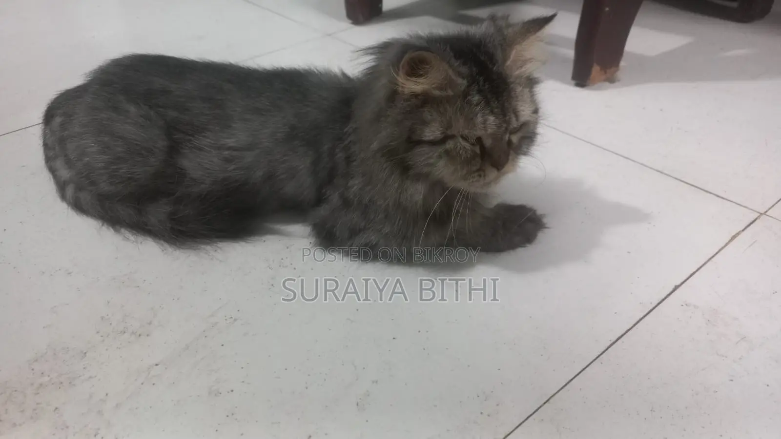 1+ Year Female Purebred Persian Cat