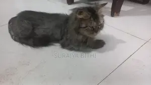1+ Year Female Purebred Persian Cat
