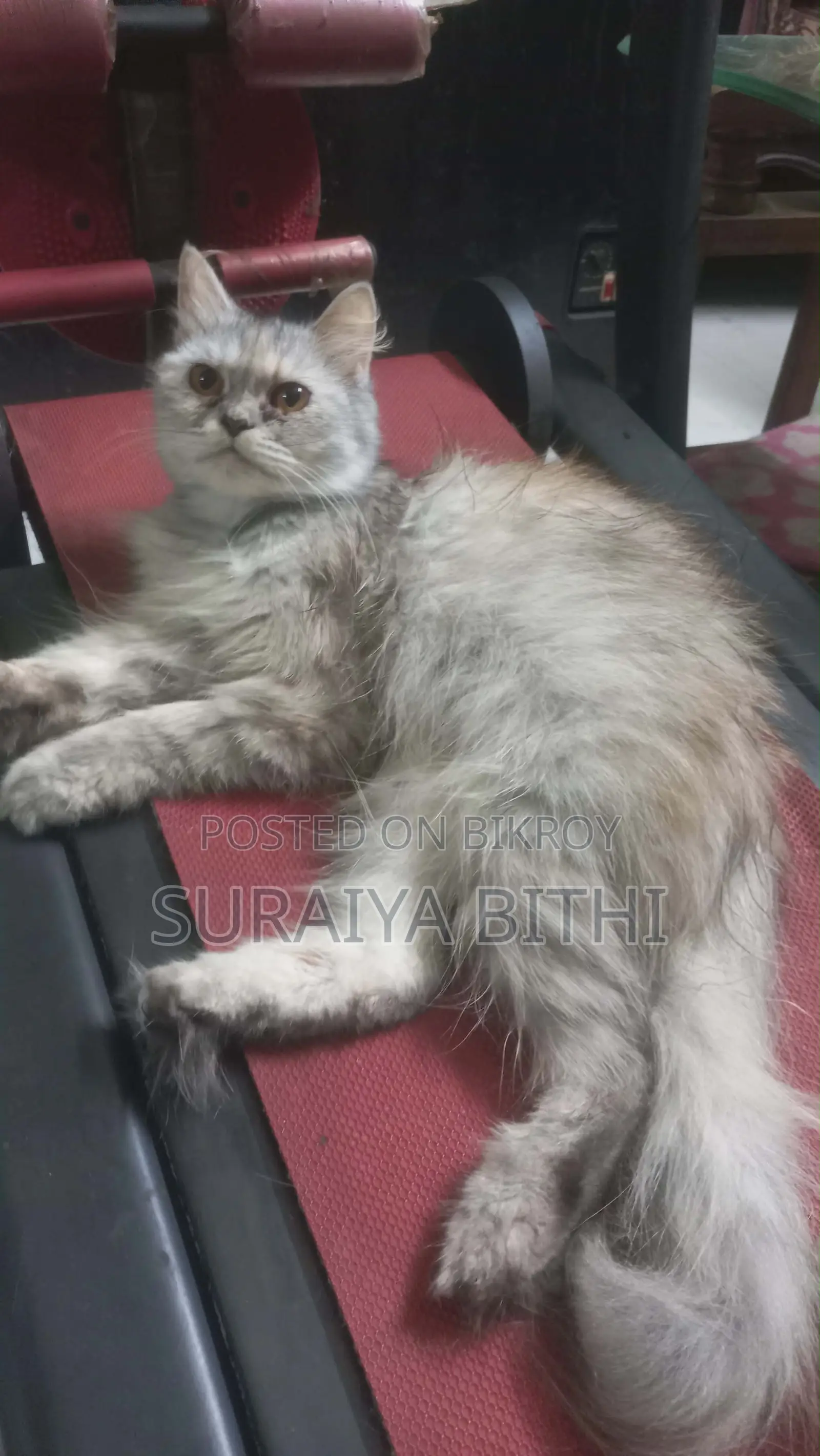 1+ Year Female Purebred Persian Cat
