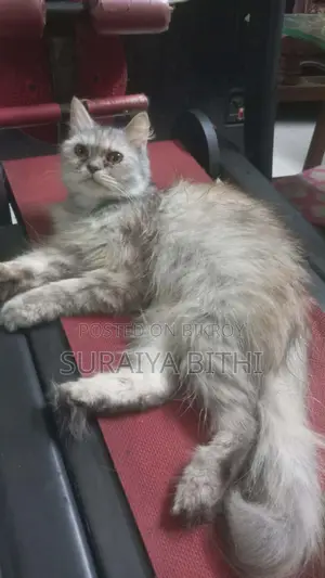 1+ Year Female Purebred Persian