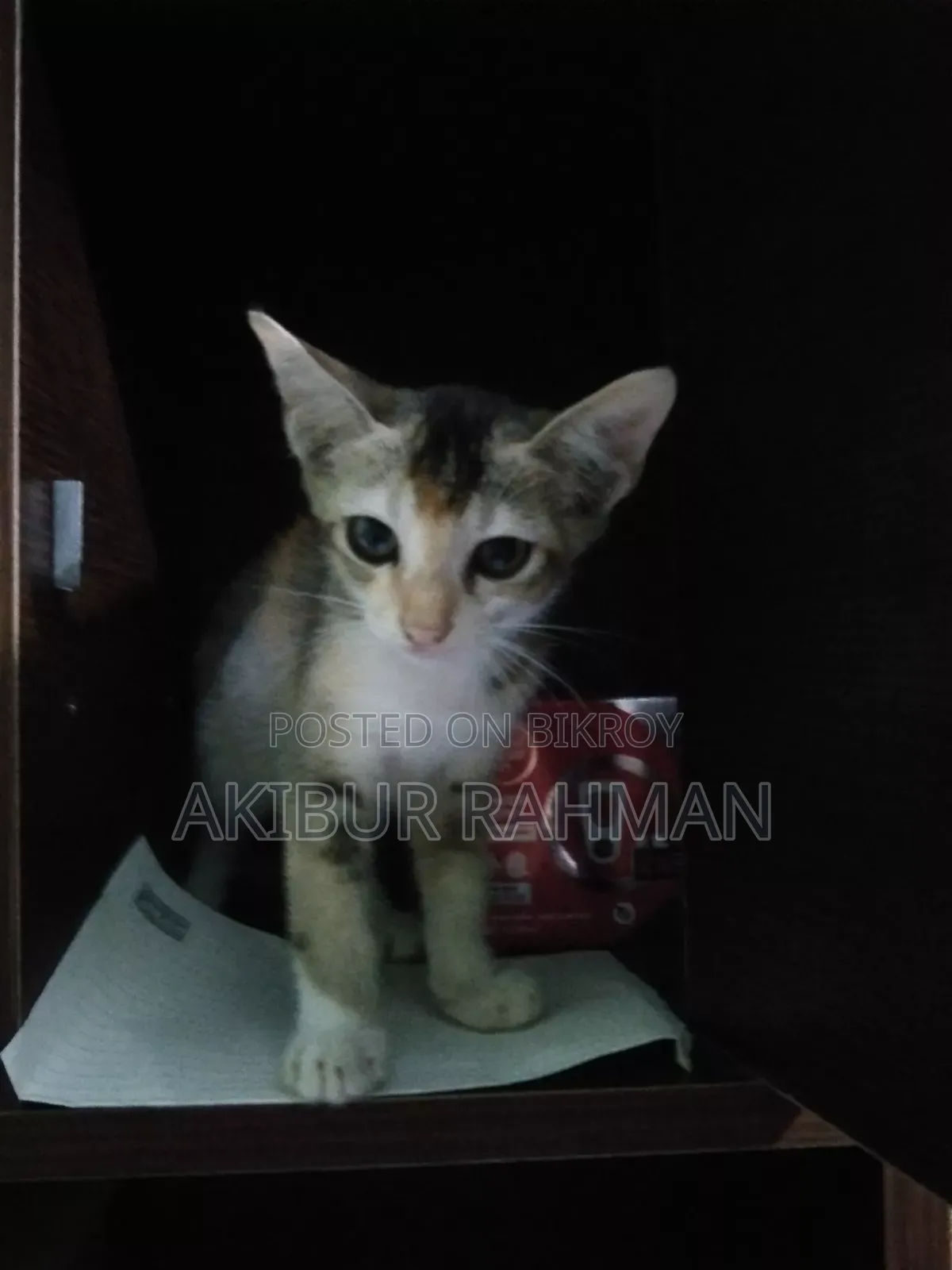 1-3 Months Male Purebred Bengal
